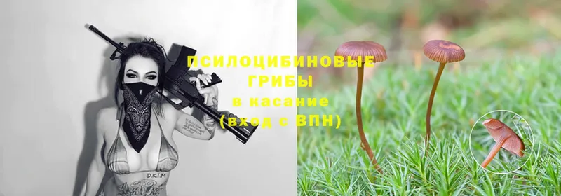 Псилоцибиновые грибы Psilocybe  Закаменск 